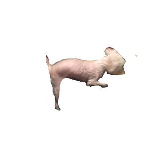 Meet your Posher, Tony